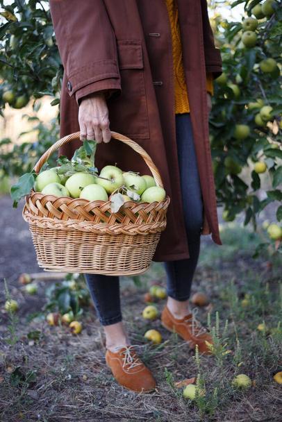 happy girl holds  basket  with juicy apples in the garde - Zdjęcie, obraz