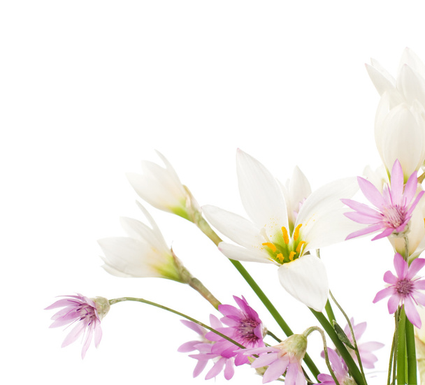 White lilies and immortelles - Fotografie, Obrázek