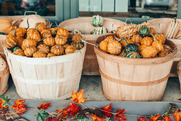 Piros, sárga, zöld sütőtök kosarakban, üzletenként a farmon. Őszi szüret. Tárolja szabadtéri dekoráció. Hálaadás és Halloween ünnepi előkészületek. Színes, friss, érett szezonális zöldségek. - Fotó, kép