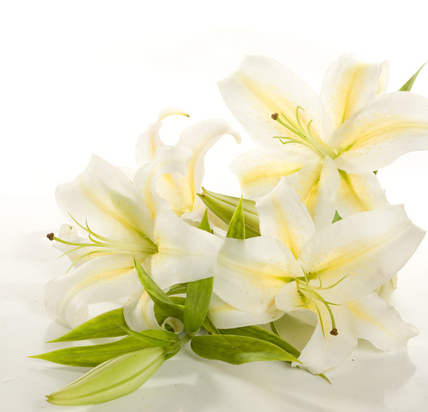White lilies - Foto, Bild