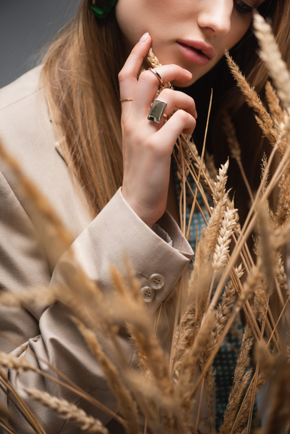 cropped view of young woman touching barley spikelets on grey background - 写真・画像