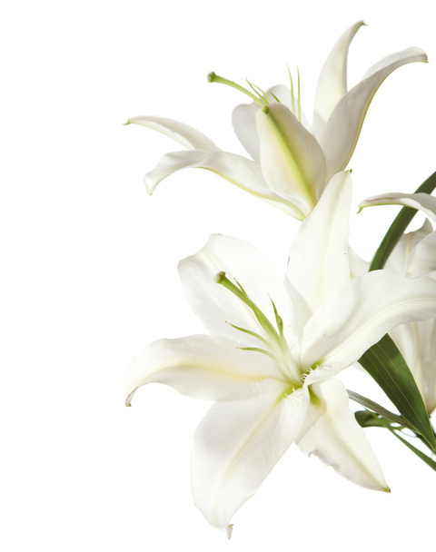 Белые лилии
 - Фото, изображение