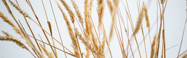 Goldener Weizenstrauß auf weißem Hintergrund, Banner - Foto, Bild
