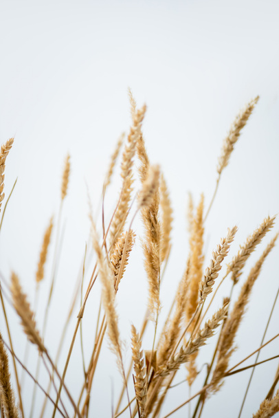 bunch of golden wheat on white background  - Фото, зображення