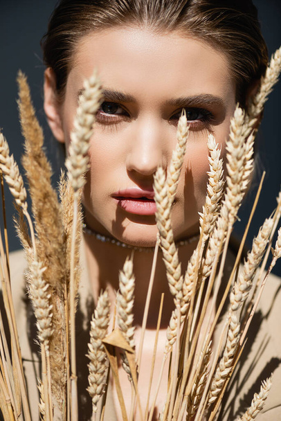 young woman looking at camera through wheat spikelets on dark grey - Photo, Image