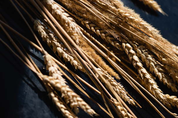 close up of ripe wheat spikelets on dark grey  - 写真・画像