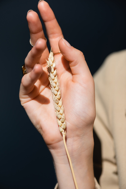 cropped view of female hand near wheat spikelet on dark grey - 写真・画像