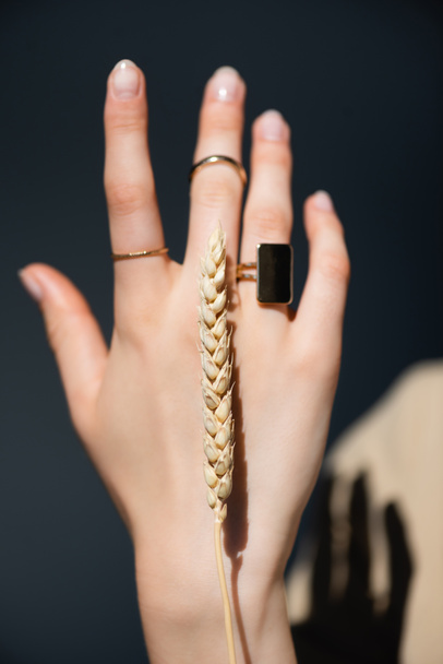 vista recortada de la mano femenina con anillos en los dedos cerca de espiguilla de trigo en gris oscuro - Foto, Imagen