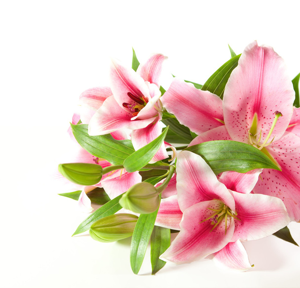 Fragment of pink  lilies - Photo, Image
