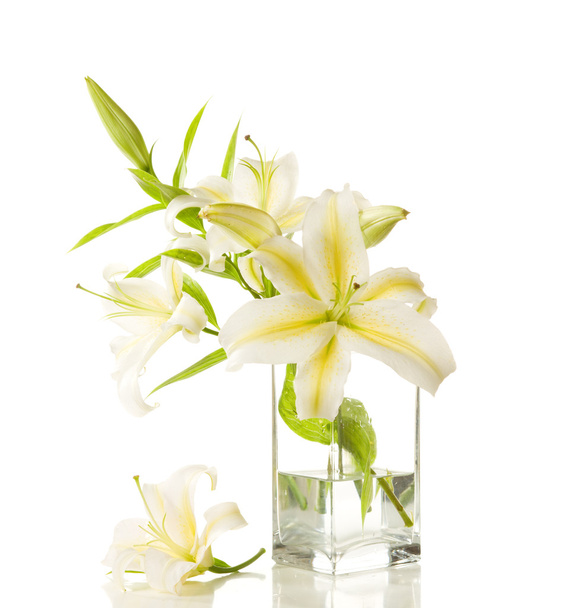 White lilies - Fotografie, Obrázek