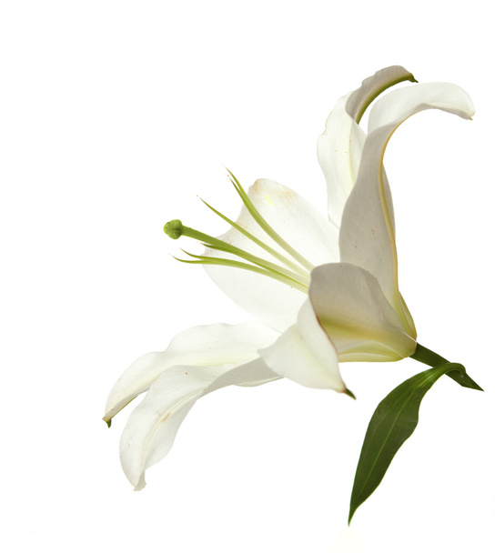 White lily - Valokuva, kuva