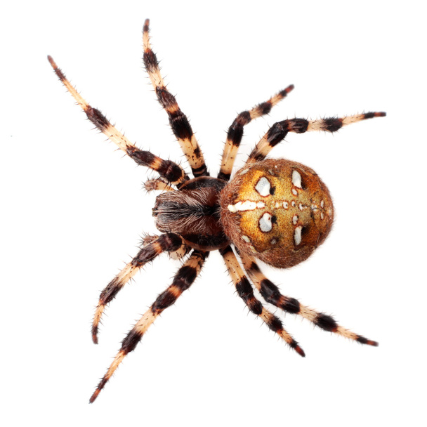 Spider Araneus diadematus - Photo, Image