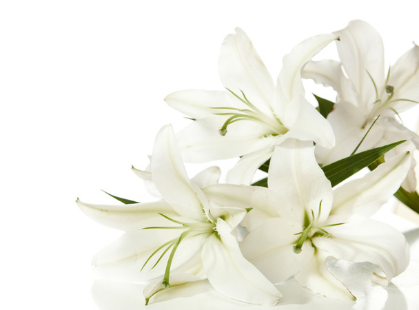 White lily - Fotó, kép