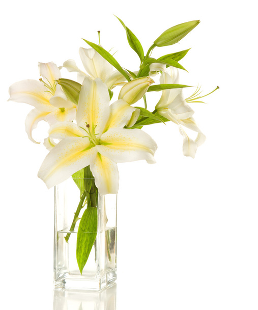 White lilies - Valokuva, kuva