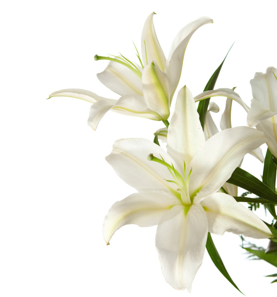 White lilies - Photo, Image