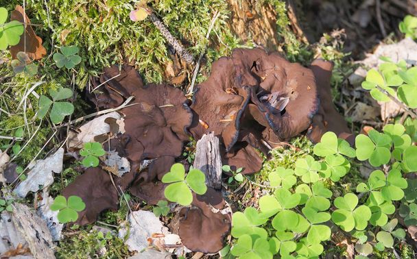 The Pigs Ears (Gyromitra perlata) is an edible mushroom , stacked macro photo - Photo, Image
