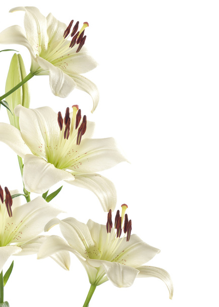 white lily - 写真・画像