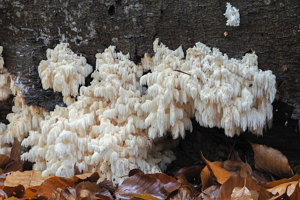 The Coral Tooth (Hericium coralloides) is an edible mushroom , stacked macro photo - Photo, Image