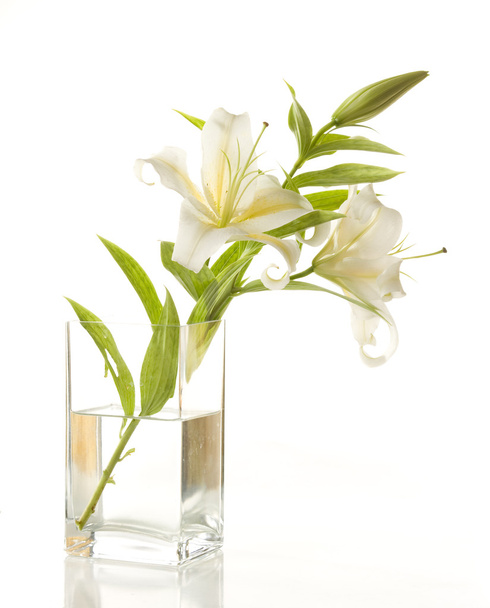 White lilies - 写真・画像