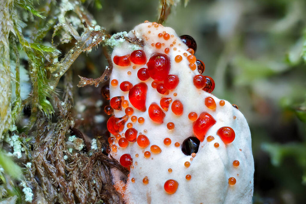 The Mealy Tooth (Hydnellum ferrugineum) is an inedible mushroom , stacked macro photo - Photo, Image