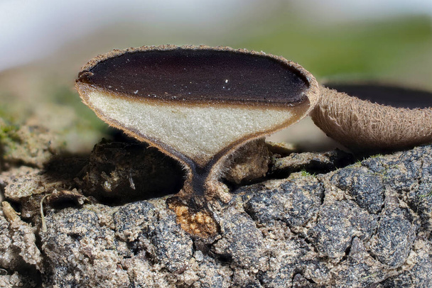 The Lanzia echinophila is an inedible mushroom , stacked macro photo - Photo, Image