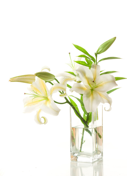 White lilies - Fotografie, Obrázek