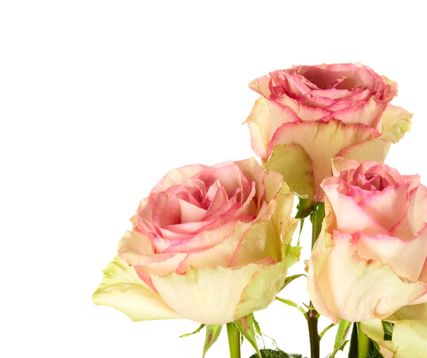 pink roses - Фото, изображение