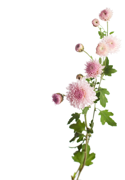 Pink chrysanthemum - Fotografie, Obrázek