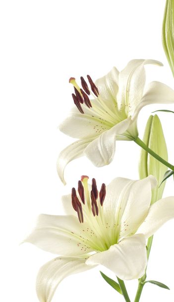 White lily - Foto, Imagen