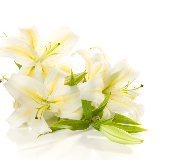 White lilies  bunch - Photo, Image