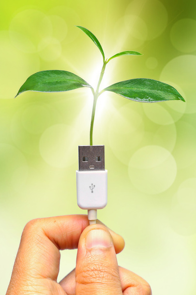 Рука держа дерево растет на кабеле USB
 - Фото, изображение