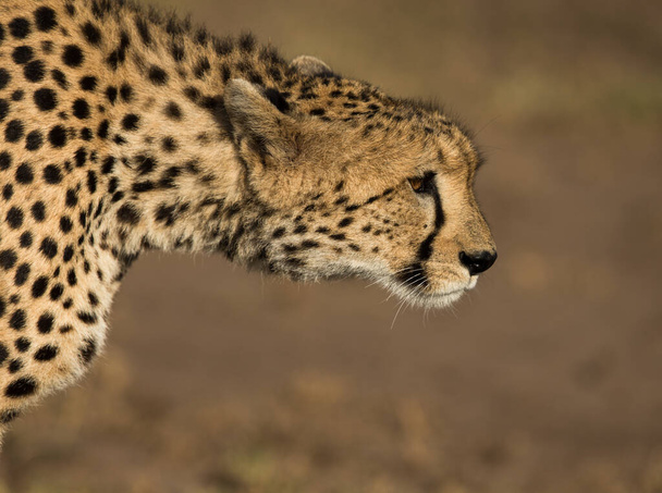 CHEETAH IN THE WILD, AFRICA - Photo, Image