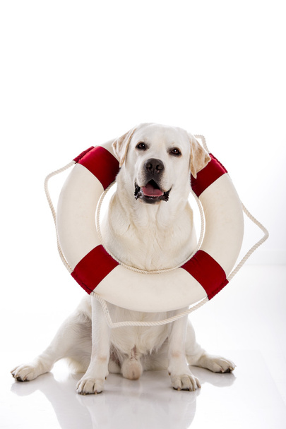 Labrador dog with a sailor buoy - Fotografie, Obrázek