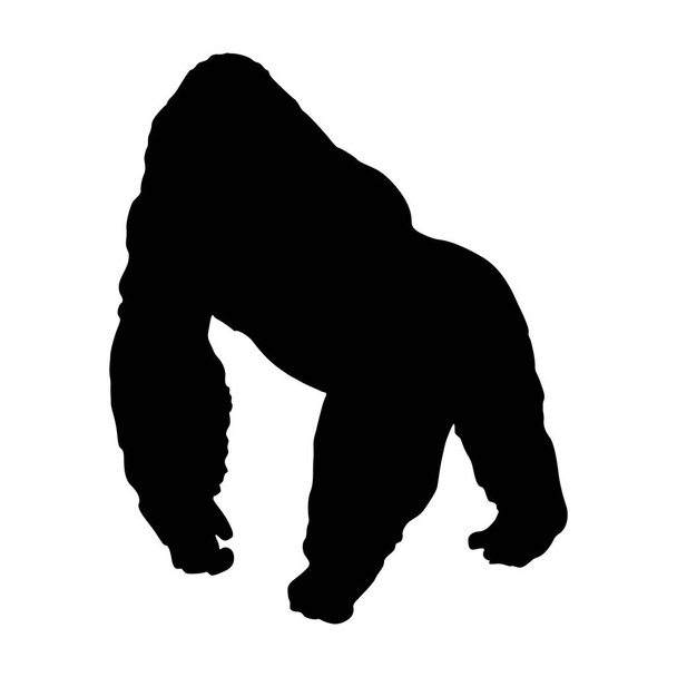 Staande berg Gorilla (Gorilla Berengei Berengei) Op een front bekijken silhouet gevonden in kaart van Afrika. - Vector, afbeelding