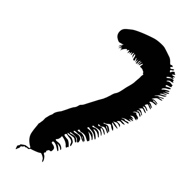 Walking Millipede (Diplopoda) En una silueta de vista frontal que se encuentra en el mapa de todo el mundo. Bueno utilizar para el libro impreso del elemento, libro animal y contenido animal - Vector, Imagen