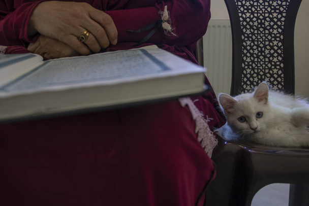 um lindo gatinho está sentado ao lado de uma mulher velha que leu livro sagrado durante o período de quarentena na Jordânia - Foto, Imagem