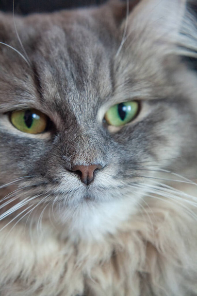 Φούσκα από γκρι ριγέ χνουδωτή γάτα. Γατάκι Σιβηρίας με πράσινα μάτια. Χαριτωμένη εικόνα του ζώου. - Φωτογραφία, εικόνα