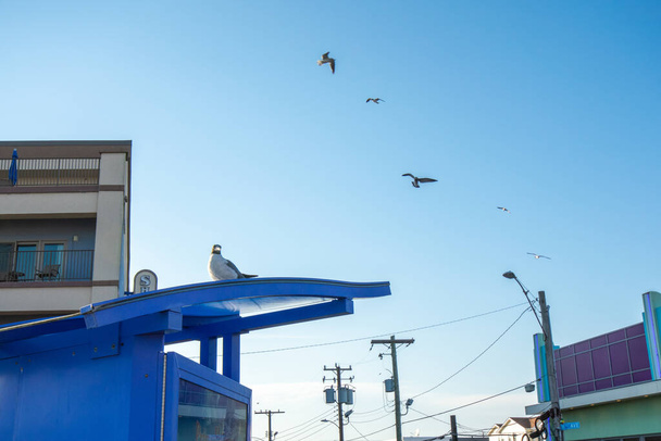 Eine Möwe ruht auf einem kleinen blauen Dach, dahinter fliegen andere Möwen herum - Foto, Bild
