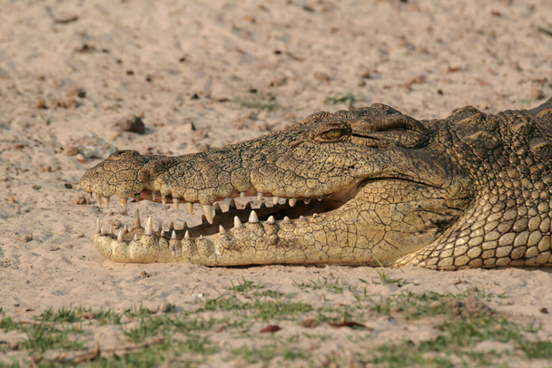 Crocodilo do Nilo encontrado na África Oriental - Foto, Imagem