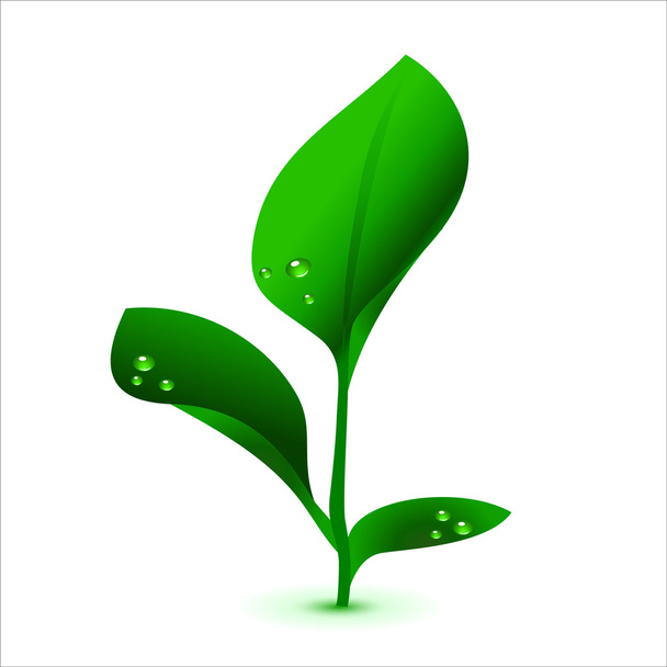 Green vector sprout. - Vector, Image