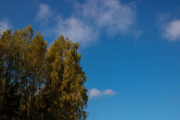 Yellow-green trees against a blue sky. Autumn concept. Autumn foliage. Golden birches in an autumn dress. - Photo, Image