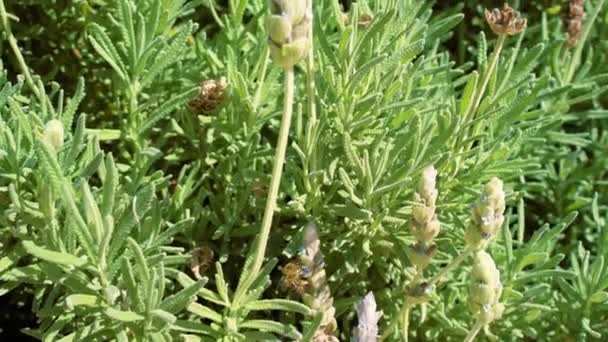 Bijen bestuiven kruiden lavendel bloemen in een veld - Video