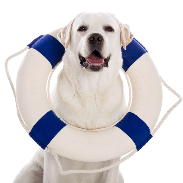 Dog with a sailor buoy - Photo, Image