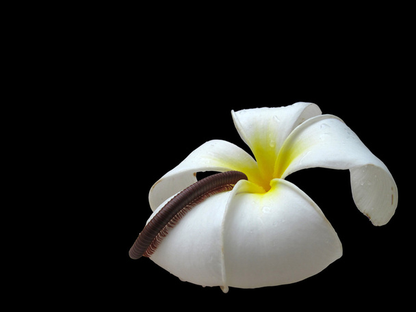 százlábú-virág - Fotó, kép