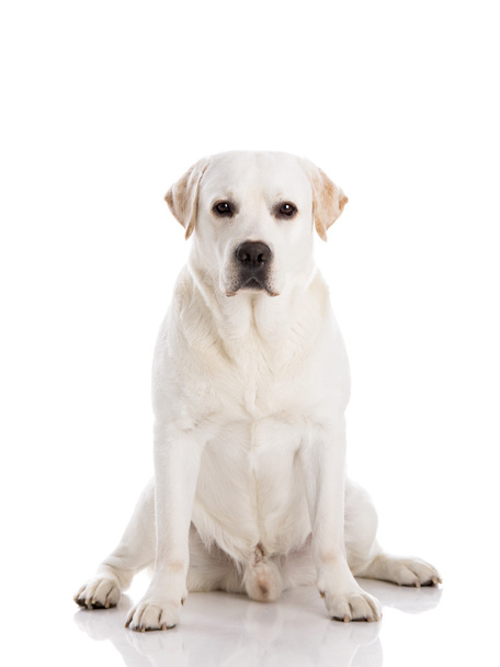Labrador dog sitting on floor - Фото, зображення