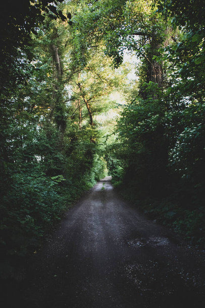 Брудна дорога, що проходить через тіні густого лісу, освітлена сонцем над вершиною дерева
 - Фото, зображення