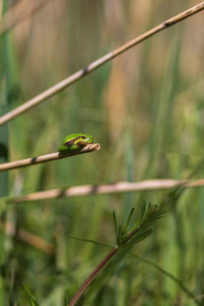 Grüner Laubfrosch - Hyla arborea sitzt zusammengerollt auf einem Halm trockenem Gras. - Foto, Bild