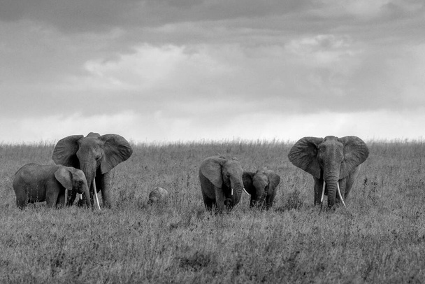 Africký slon keřový - Fotografie, Obrázek