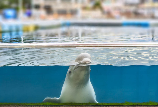 Beluga branca parece triste e solitário em cativeiro olhando através do aquário. - Foto, Imagem