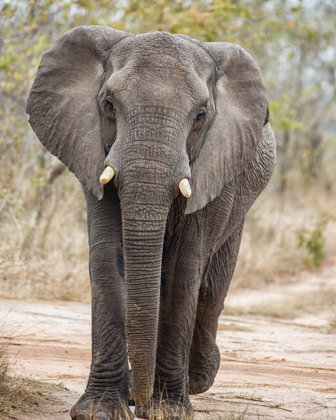 アフリカのブッシュ象 - 写真・画像